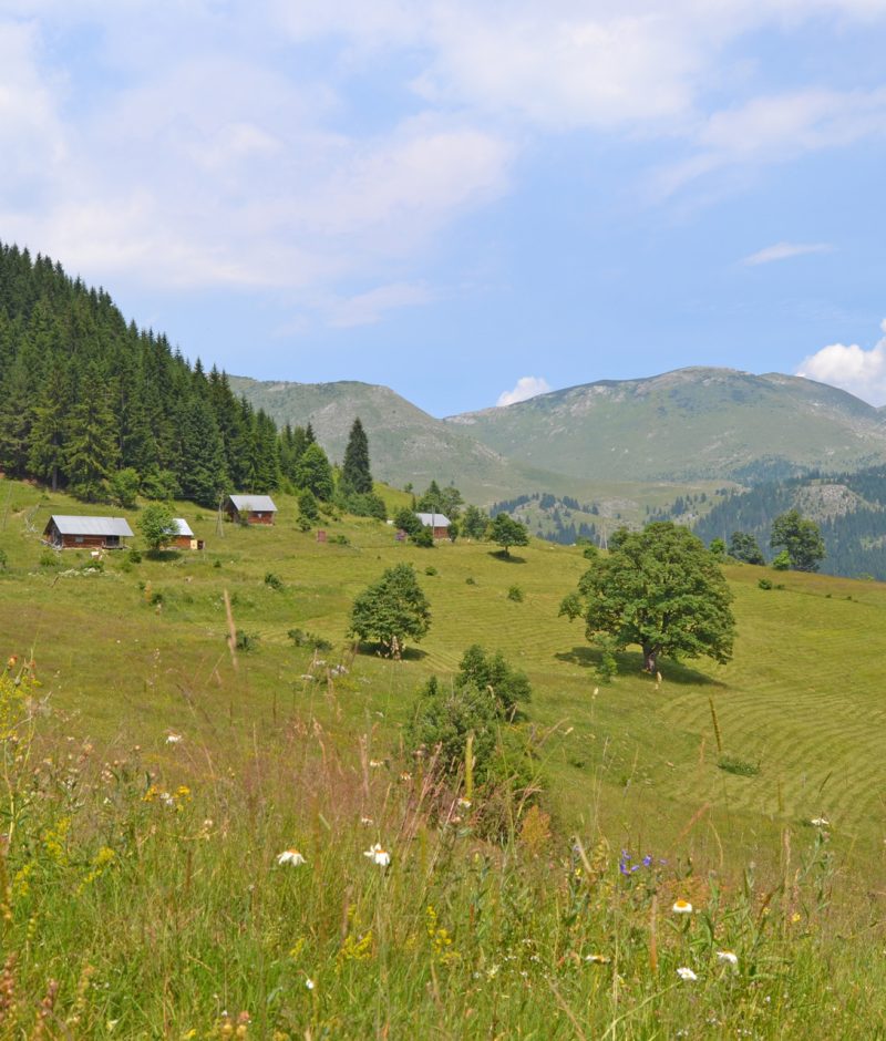 Rugove